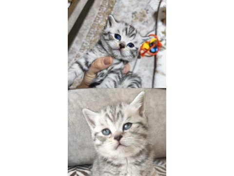 Safkan british shorthair yavrularımız yeni yuvasını arıyor