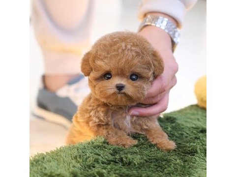 En akıllı ve tatlı toy poodle bebeklerımız