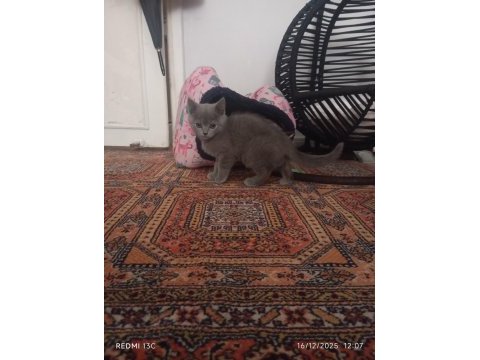 Minik erkek ve beyaz melek kedimiz