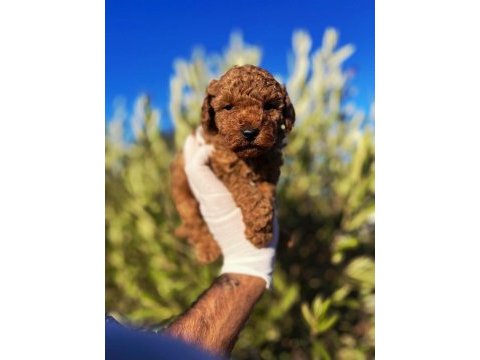 Toy poodle sahibi olmak için süper fırsat
