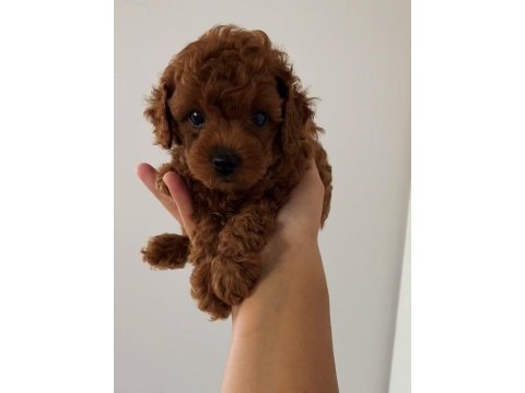 Teacup toy poodle