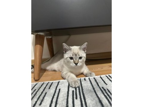 British shorthair 3 aylık