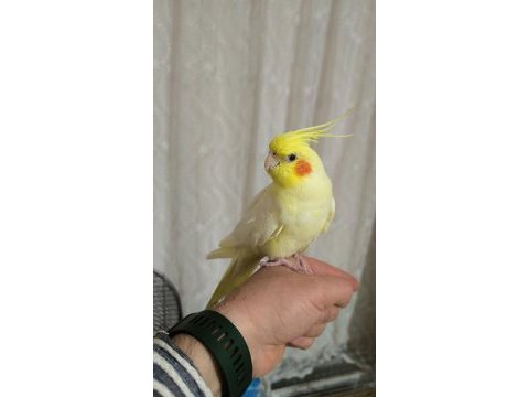 Alışkın lutino sultan papağanı elden inmez