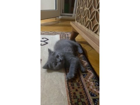 Iyi bi aileye gitmesini istiyorum kedimizin