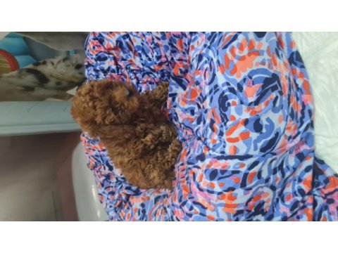 Toy poodle erkek