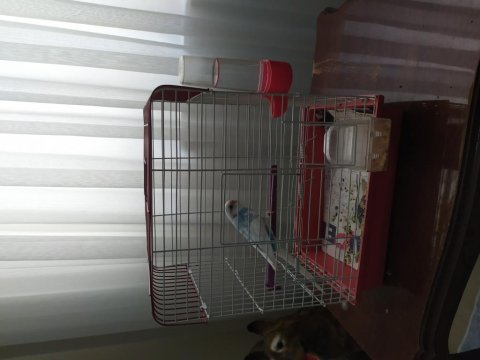 Gebzenin en uygun fiyatina muhabbet kuşu