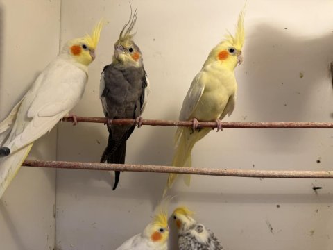 Ele kola alıştırmalık sultan papağanı yavruları