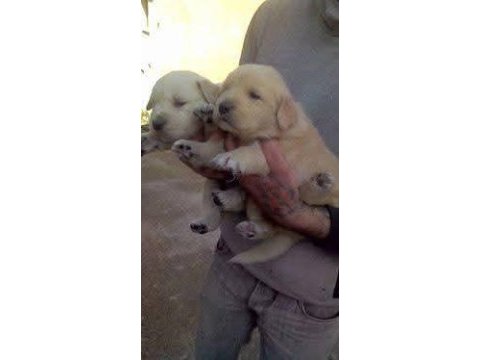 Golden retriever yavrusu köpekler