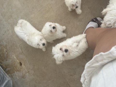 Korekan maltese terrier