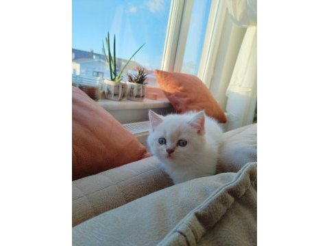 2 tane british shorthair yavrumuz