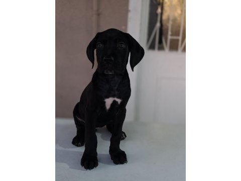 A scr fci-kif kayıtlı cane corso