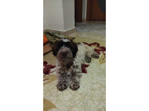 Lagotto romagnolo satılık 4 aylık