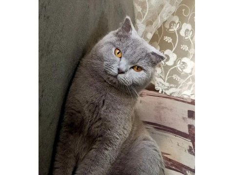Dişi scottish fold kedime yeni yuva