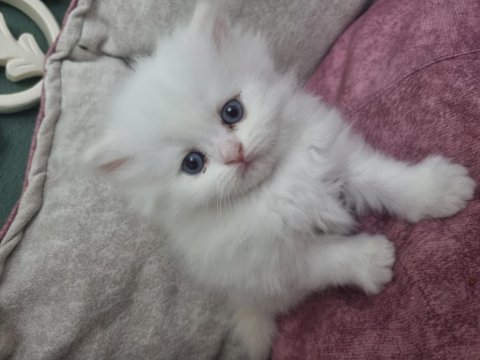British longhair blue point silver