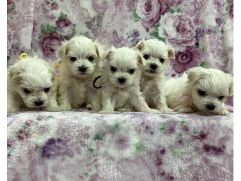 Maltese yavruları