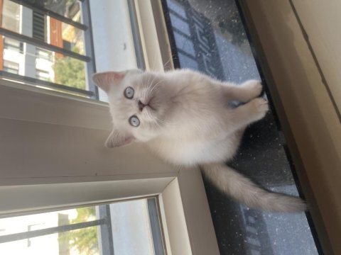 Safkan himalayan yavrumuz sahiplendirilecek