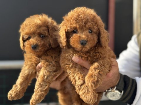 Show kalite kore toy poodle yavrularımız