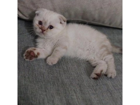 2 aylık dişi safkan scottish fold