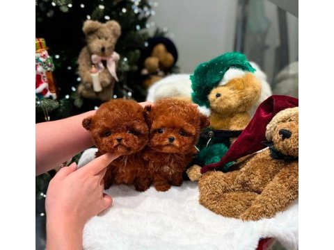 Safkan toy poodle yavrularımız