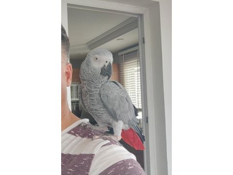 Evcil konuşan jako papağanı
