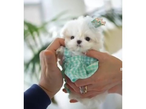 Mini maltese bebekleri