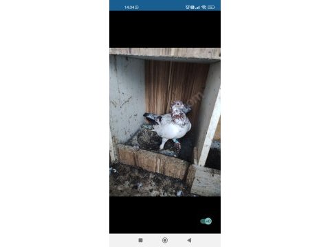 Erkek kırmızı şallı tip güvercin