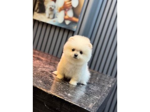 Yavru pomeranian boo köpeklerimiz