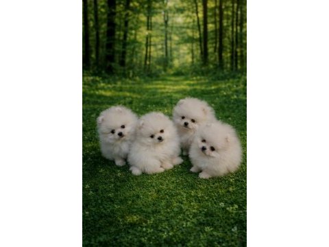 Pomeranian boo bebekler