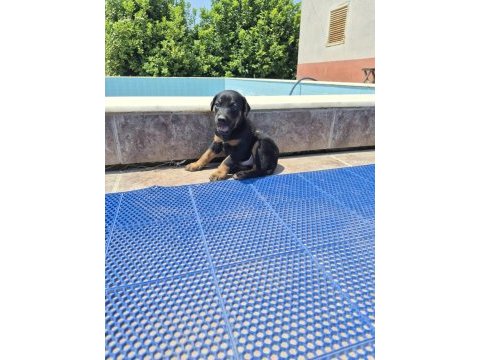 King doberman yavrular