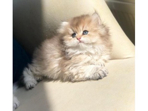 (tr tek) golden british longhair safkan yavrular hazır