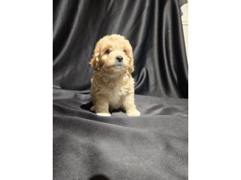 Orjinal teacup maltipoo yavrular