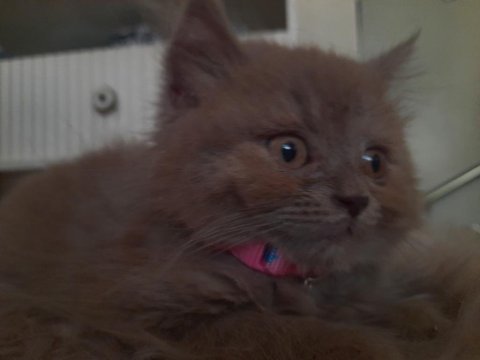 British longhair kumru ailesini arıyor