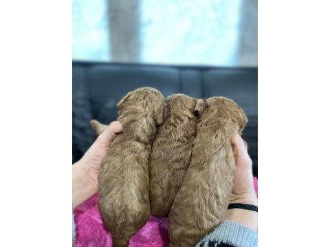 Bu sevimli poodle kaçmaz