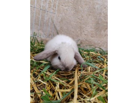 Lop melezi tavşan