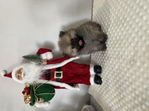 50 günlük teddy bear pomeranian