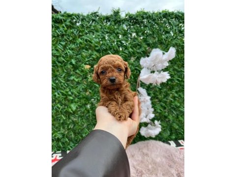 Korekan poodle yavrularımız