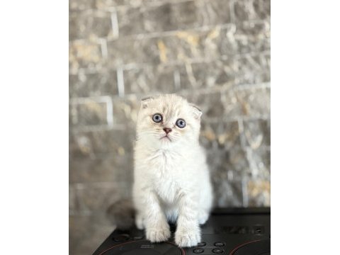 Scottısh fold safkan yavrularım 