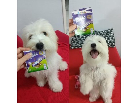 Maltipoo köpeğim ücretsiz sahiplendirilecek