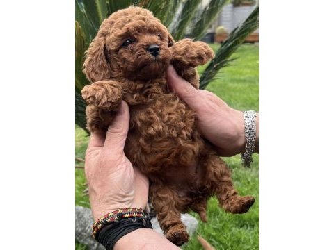 Toy poodle yavrularımız