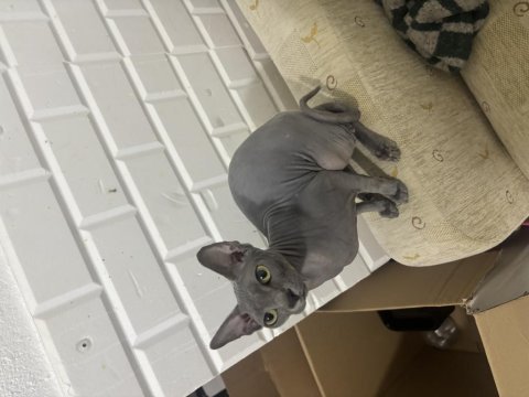 Orijinal sphynx (tüysüz) yeni yuvasını arıyor