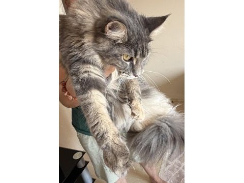 Maine coon dişi tortie uygun