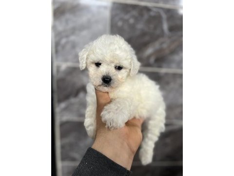 Orjinal bichon frise yavrular