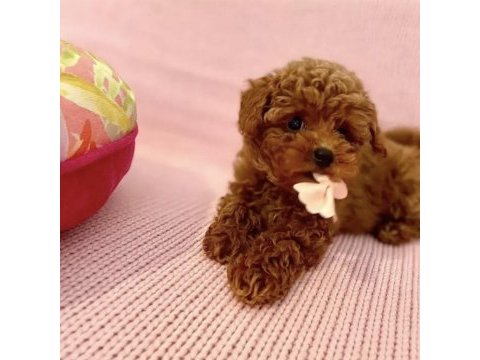 Kore toy poodle yavruları ankara