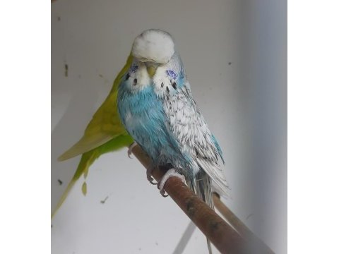 Show jumbo dişiler kuşlar