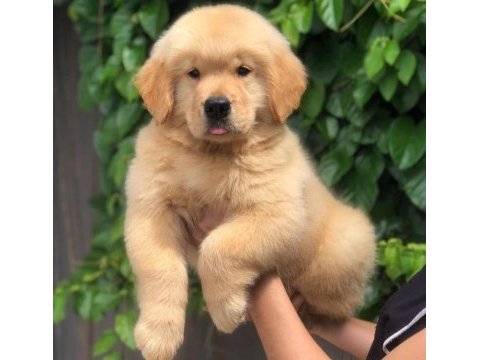 Golden retriever köpekleri puppy