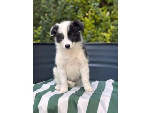 Petmode köpek çiftliğinden border coli yavrularımız