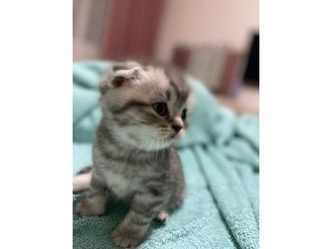 30 gunluk scottish fold erkek