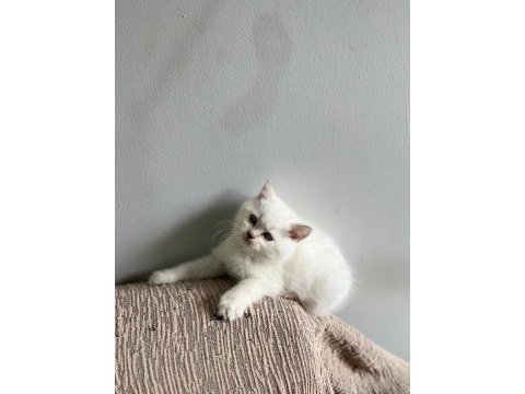 Ev üretimi bluepoint british shorthair bebeklerimiz