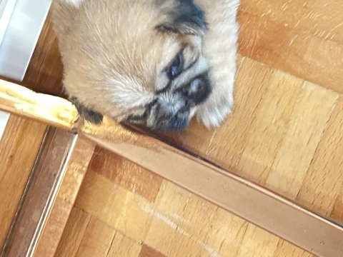 1 aylık shih-tzu kahverengi bebekler