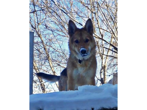 Alman çoban köpeği yavrumuzu sahiplendiriyoruz